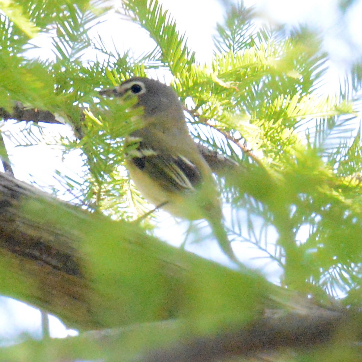 Blue-headed Vireo - ML642451393