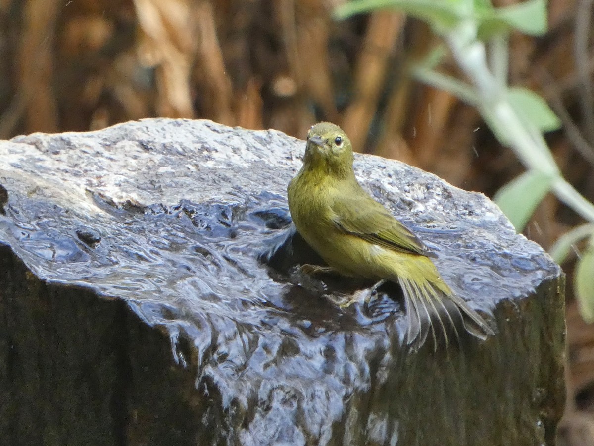 Orange-crowned Warbler - ML642451401