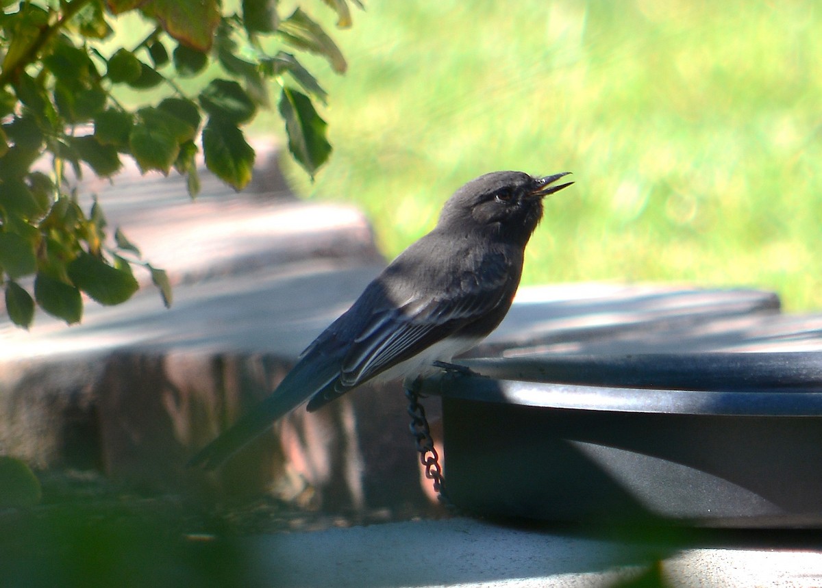 Black Phoebe - ML642451406