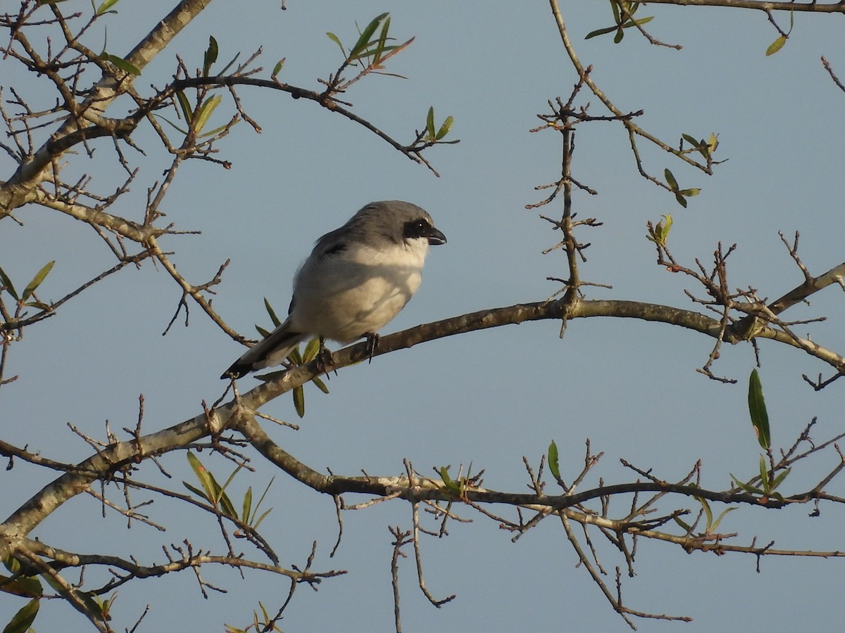 Loggerhead Shrike - ML642451409