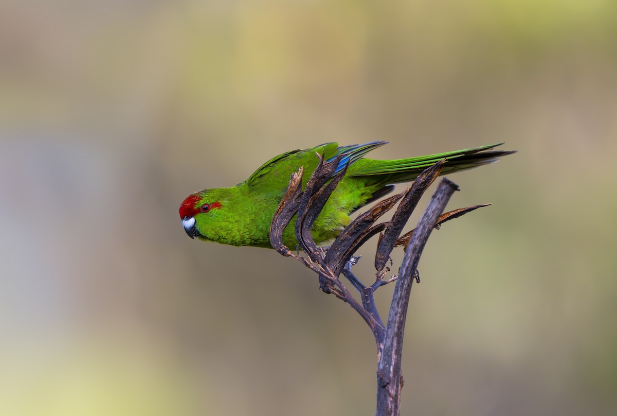 Red-crowned Parakeet - ML642451412