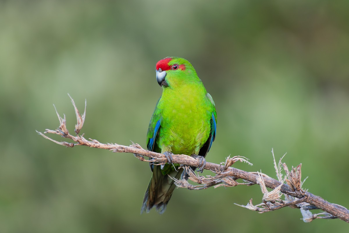 Red-crowned Parakeet - ML642451413