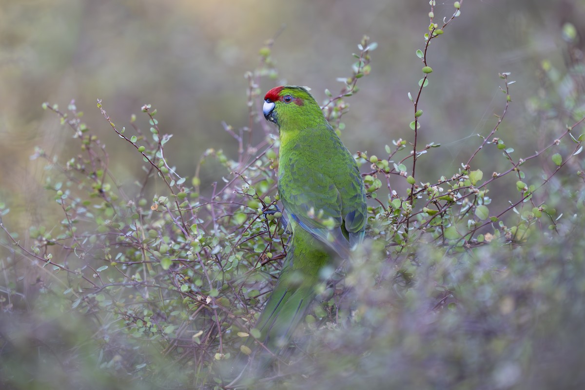 Red-crowned Parakeet - ML642451414