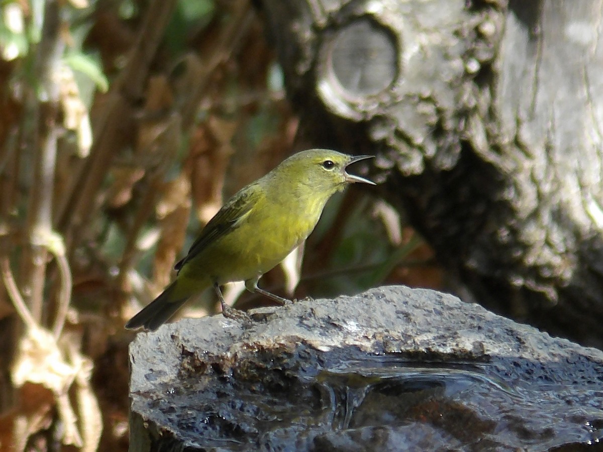 Orange-crowned Warbler - ML642451418