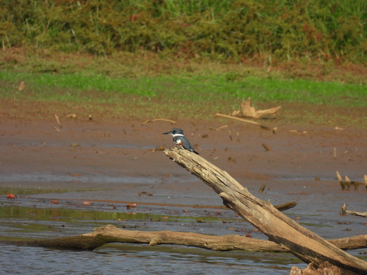 Belted Kingfisher - ML642451438