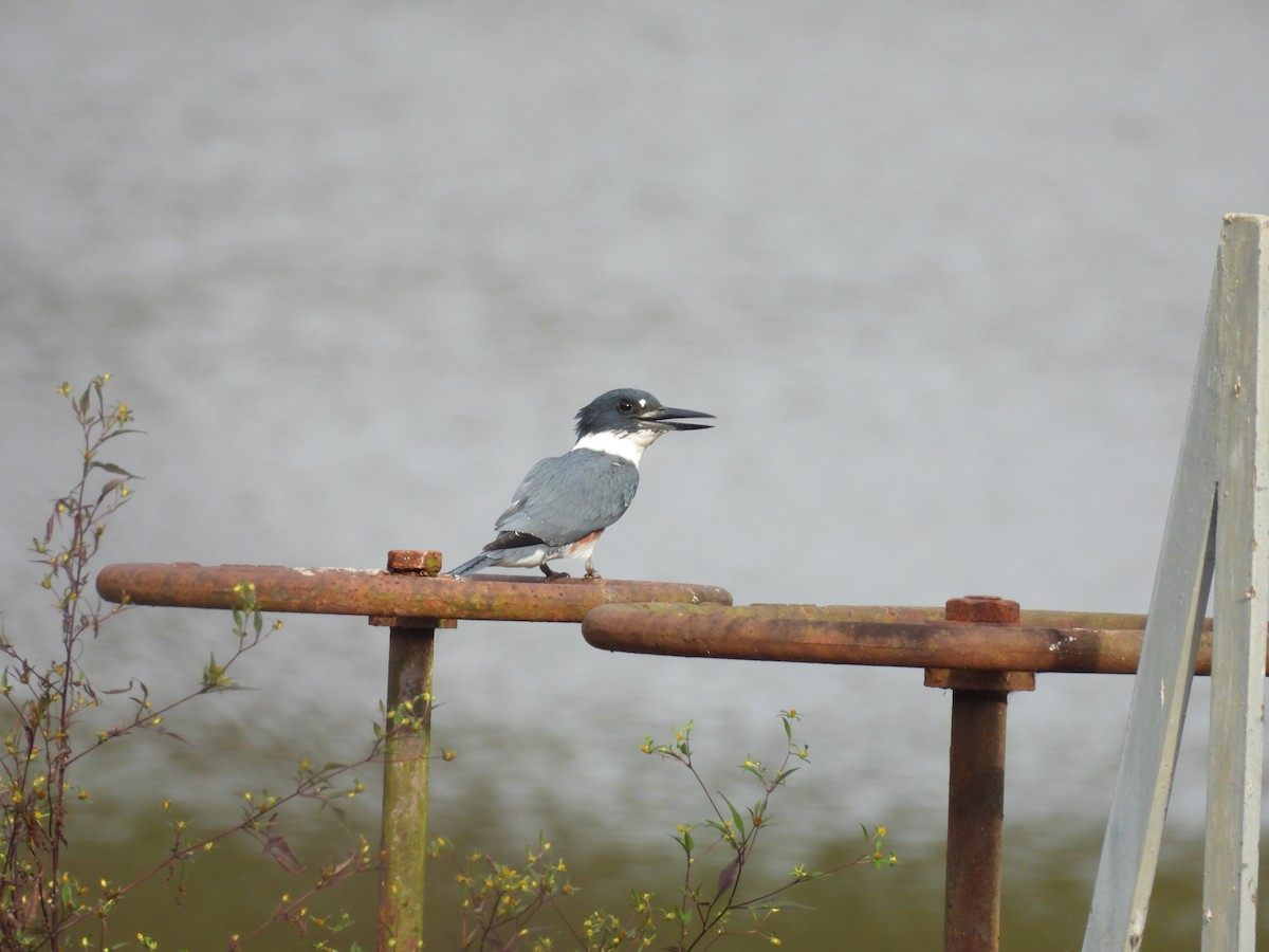 Belted Kingfisher - ML642451478