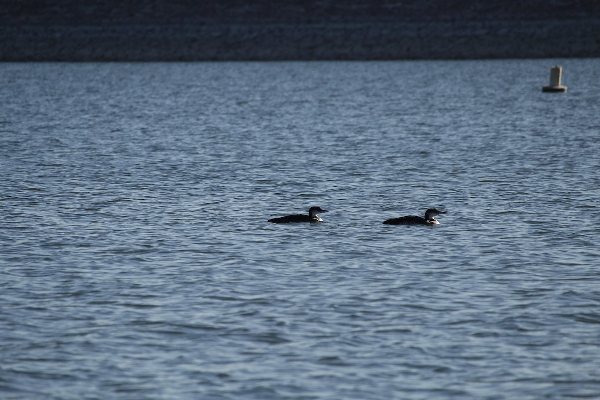 Common Loon - ML642451519