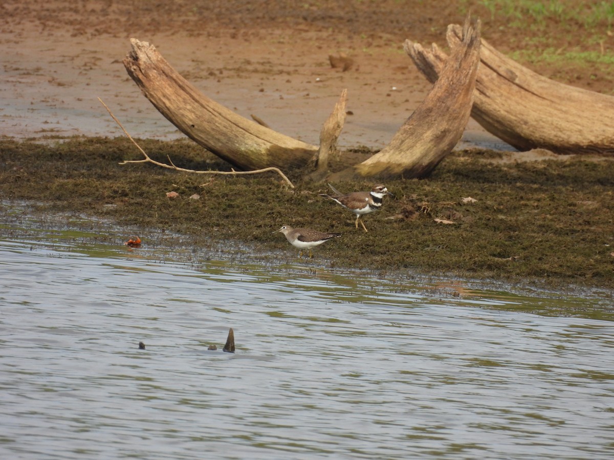Solitary Sandpiper - ML642451522