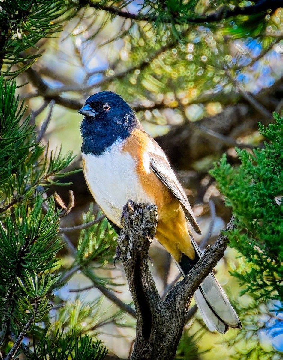 Spotted Towhee - ML642451536