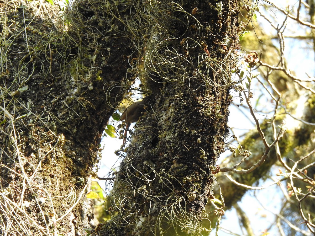 Buff-browed Foliage-gleaner - ML642451542