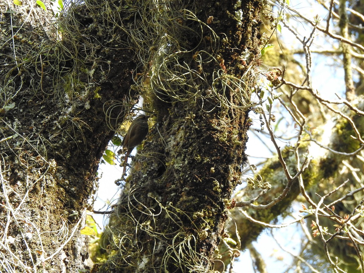 Buff-browed Foliage-gleaner - ML642451543