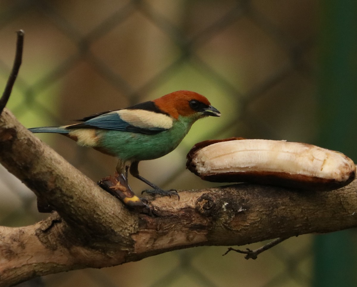 Black-backed Tanager - ML642451546