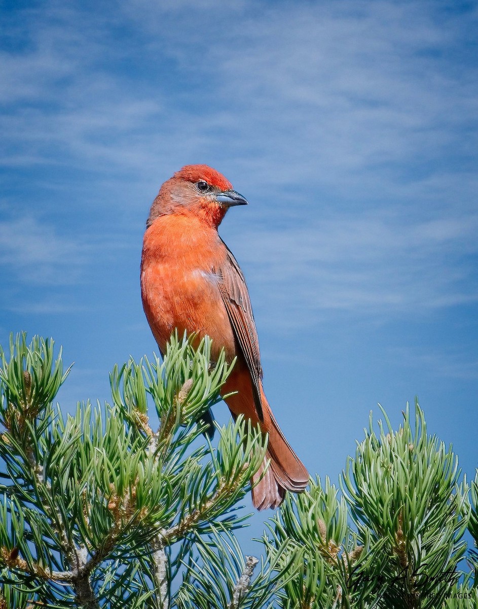 Hepatic Tanager - ML642451555