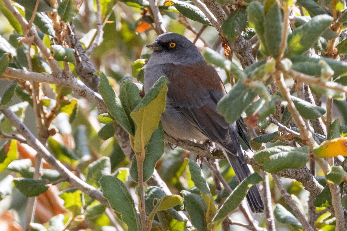 Junco aux yeux jaunes - ML642451558