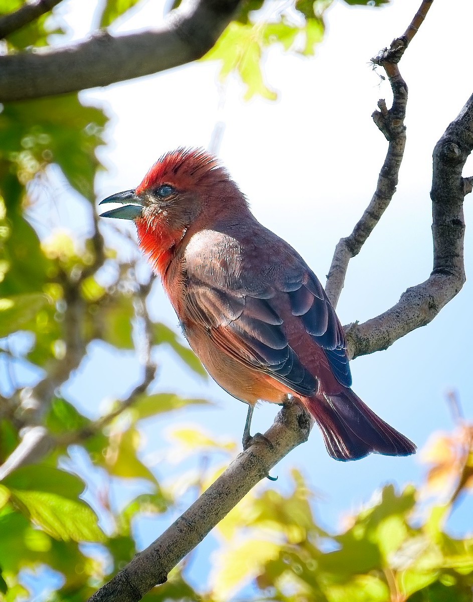 Hepatic Tanager - ML642451563