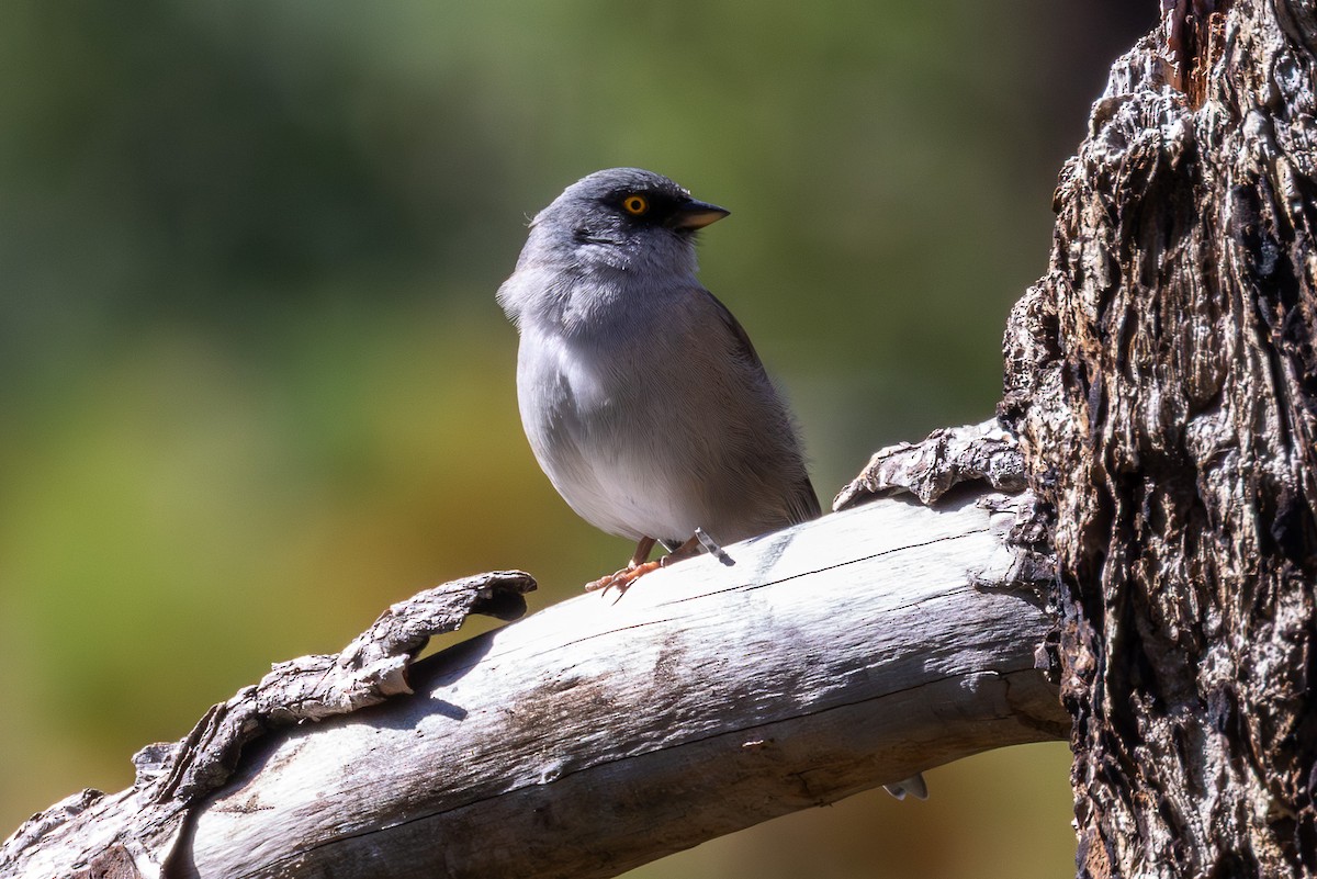 Junco aux yeux jaunes - ML642451578