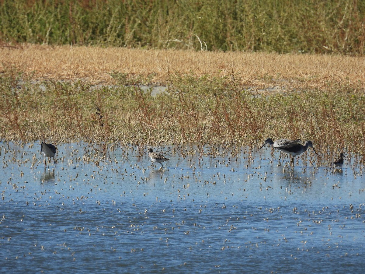 Bécasseau à poitrine cendrée - ML642451579