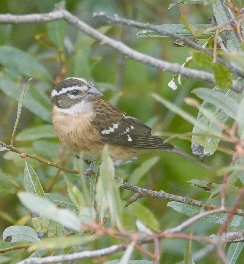 Rose-breasted Grosbeak - ML642451589