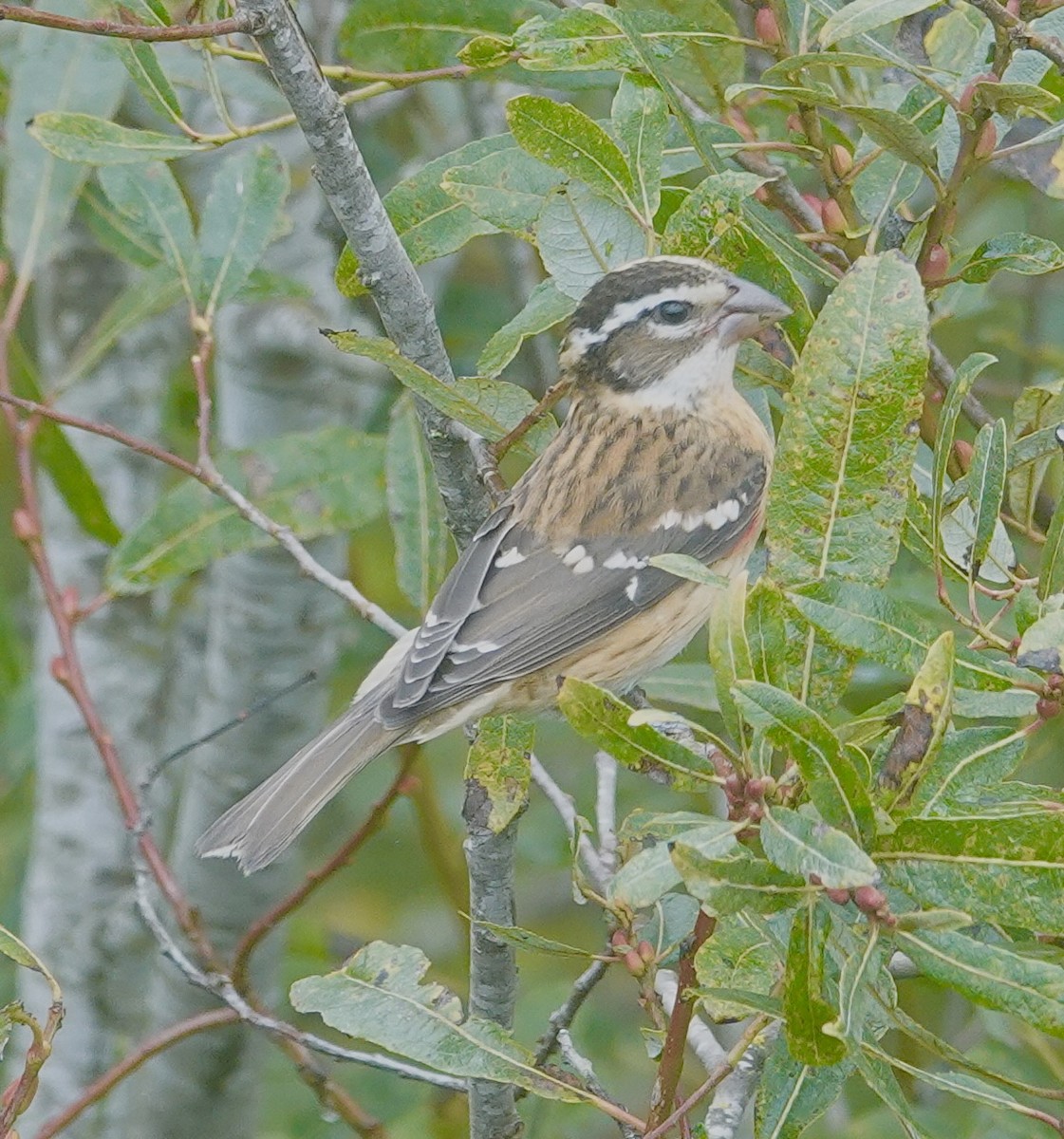 Rose-breasted Grosbeak - ML642451590
