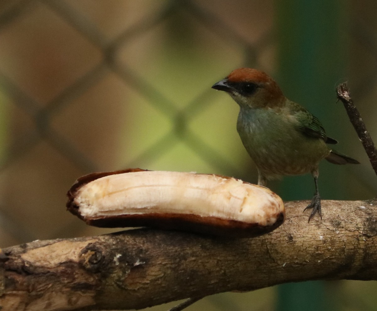 Black-backed Tanager - ML642451606