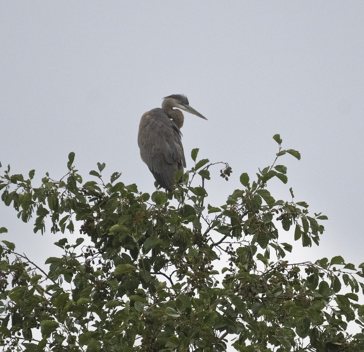 Great Blue Heron - ML642451608