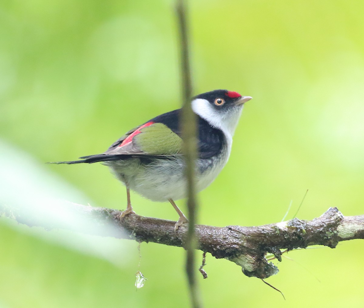 Pin-tailed Manakin - ML642451609