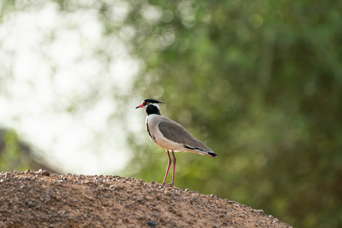 Black-headed Lapwing - ML642451620