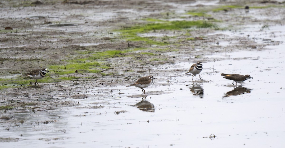 Killdeer - ML642451621