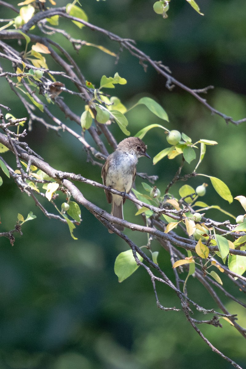 Eastern Phoebe - ML642451624