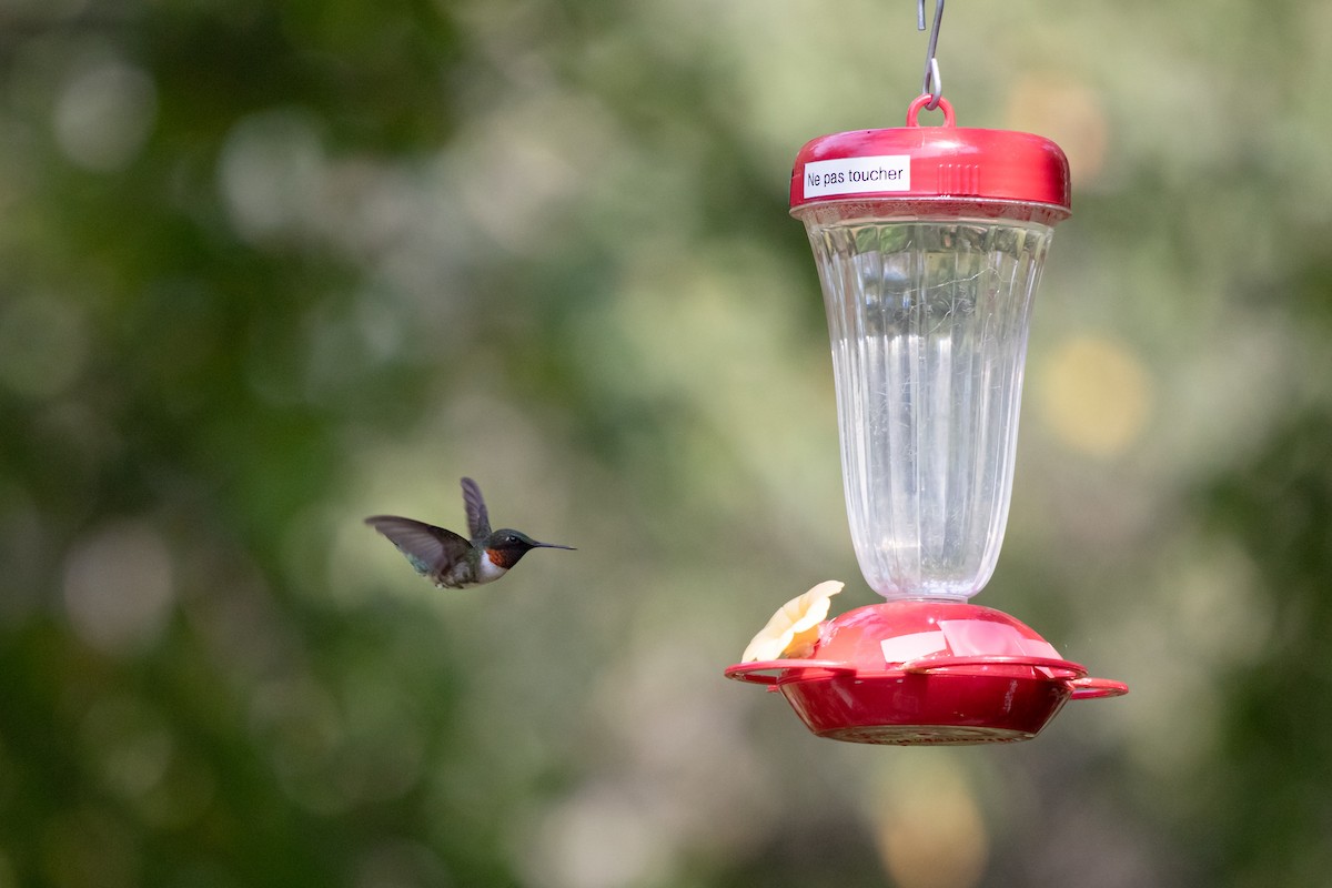 Ruby-throated Hummingbird - ML642451628