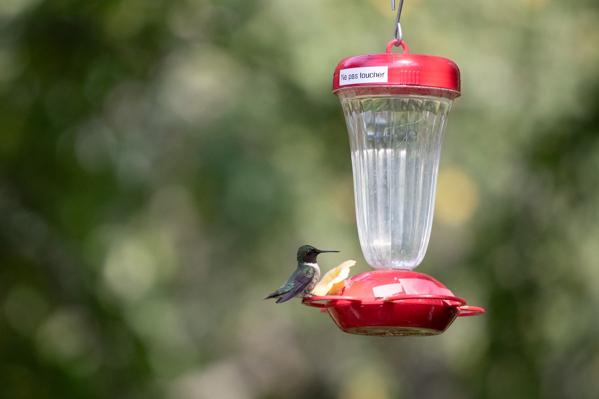 Ruby-throated Hummingbird - ML642451629
