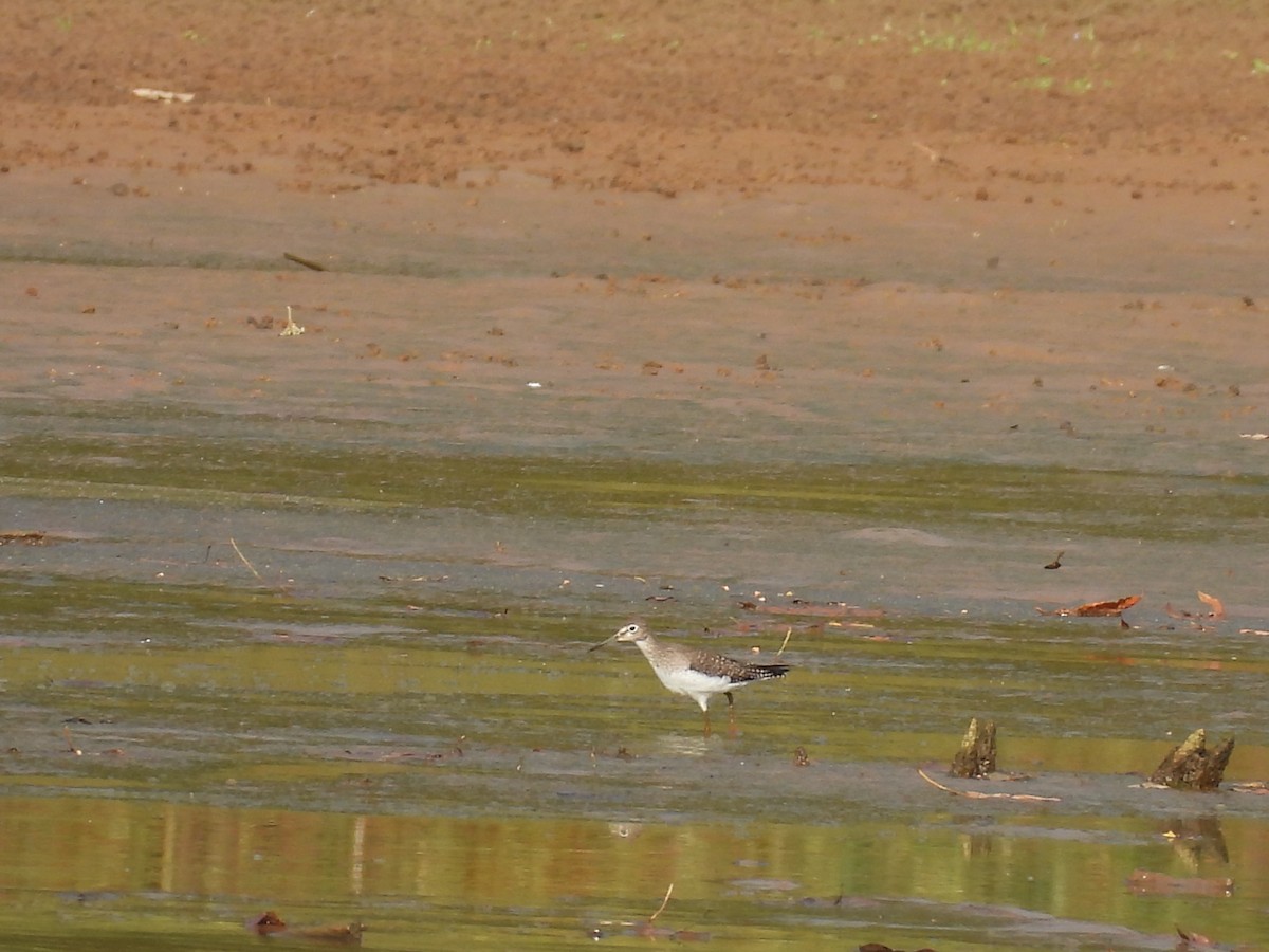 Solitary Sandpiper - ML642451639