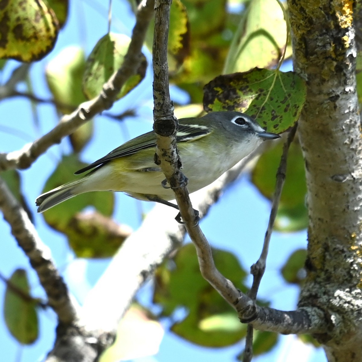 Blue-headed Vireo - ML642451642