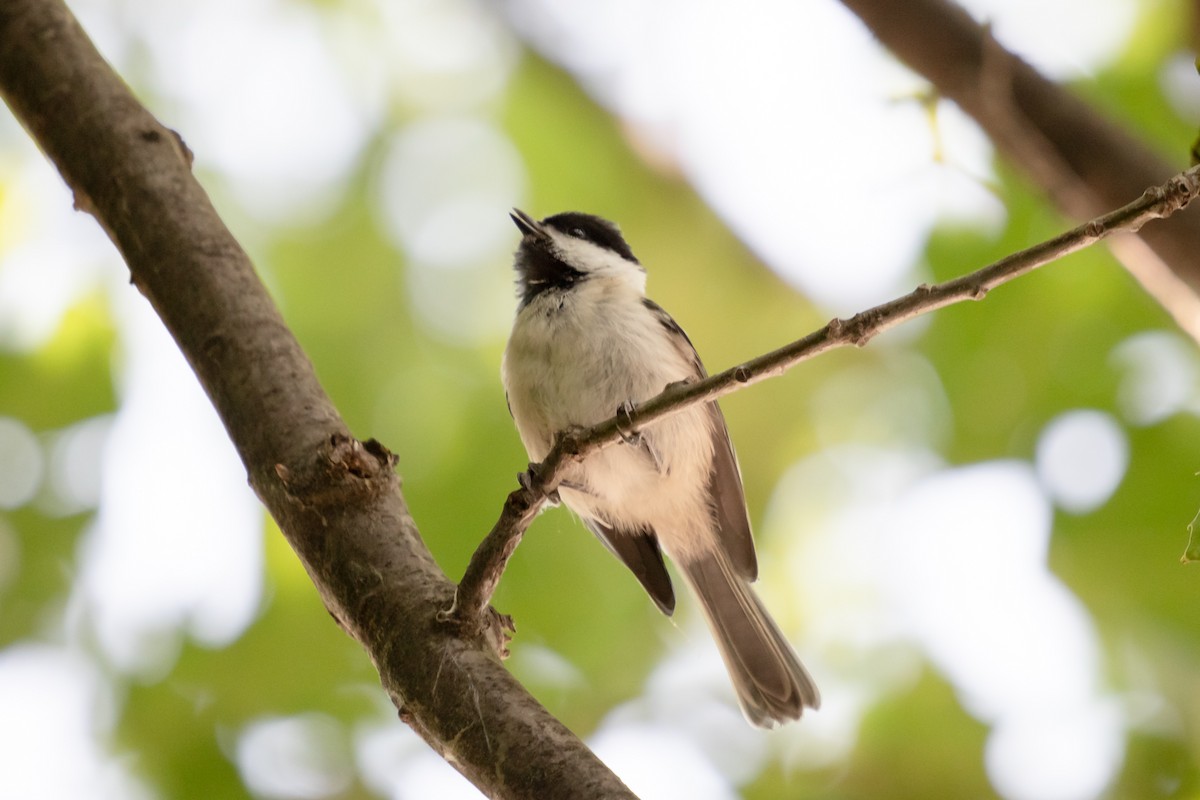 Black-capped Chickadee - ML642451643