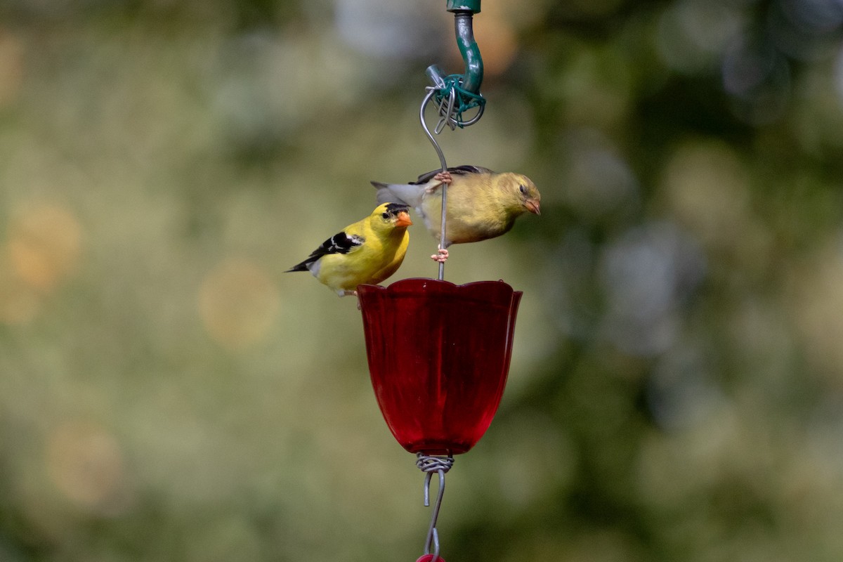 American Goldfinch - ML642451647
