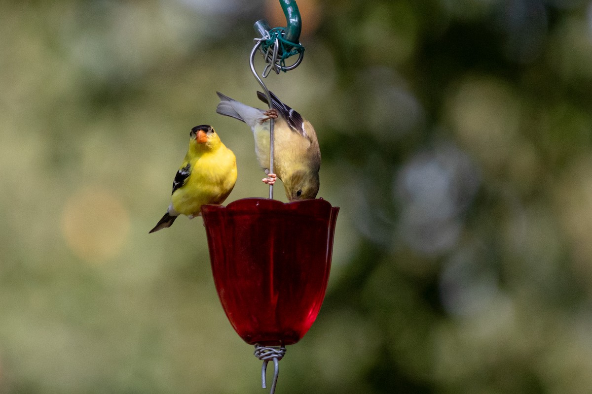 American Goldfinch - ML642451648