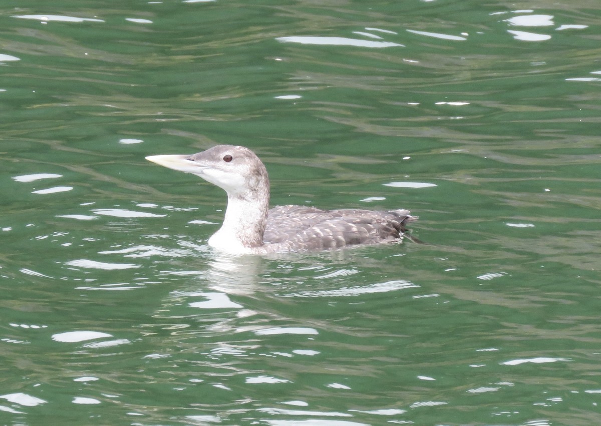 Yellow-billed Loon - ML642451666