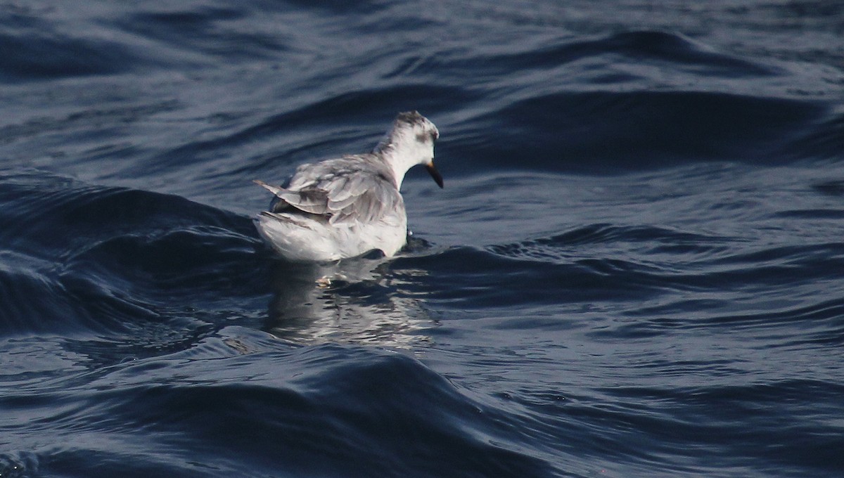 Red Phalarope - ML642451670