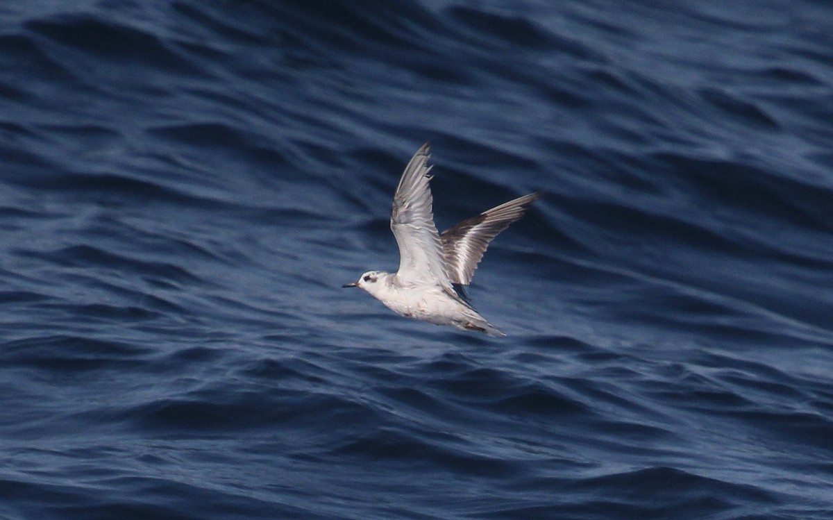 Red Phalarope - ML642451671