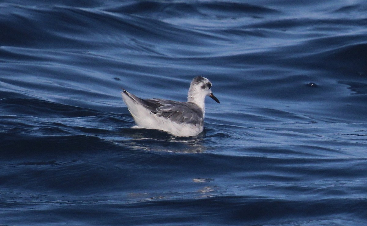 Red Phalarope - ML642451672