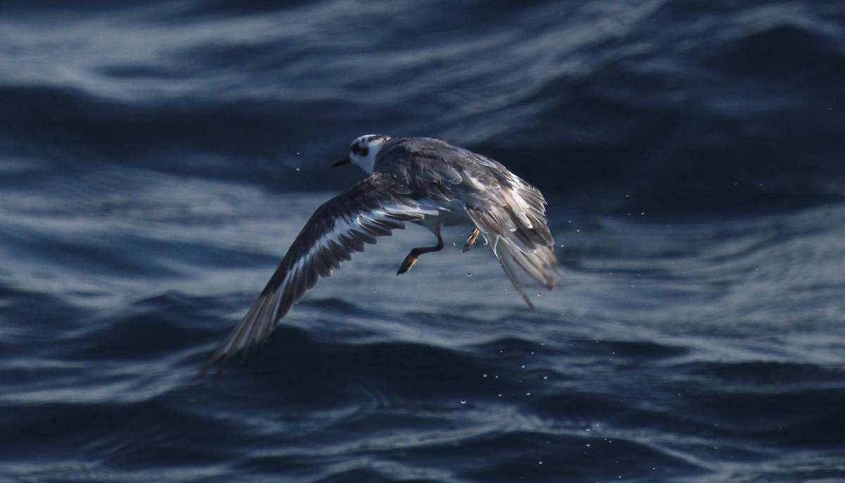 Red Phalarope - ML642451673