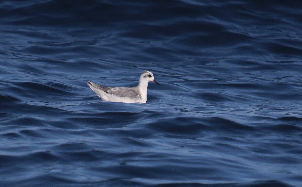 Red Phalarope - ML642451675