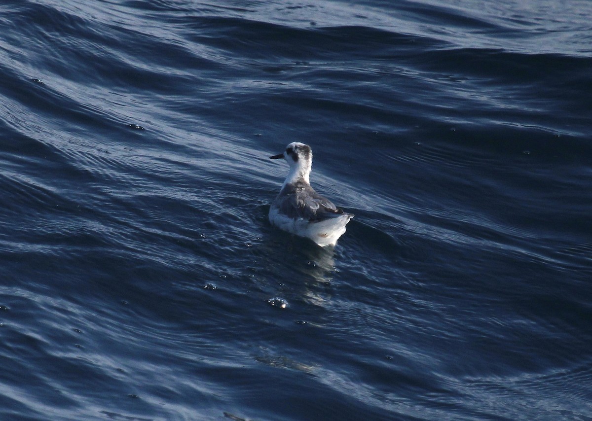 Red Phalarope - ML642451676