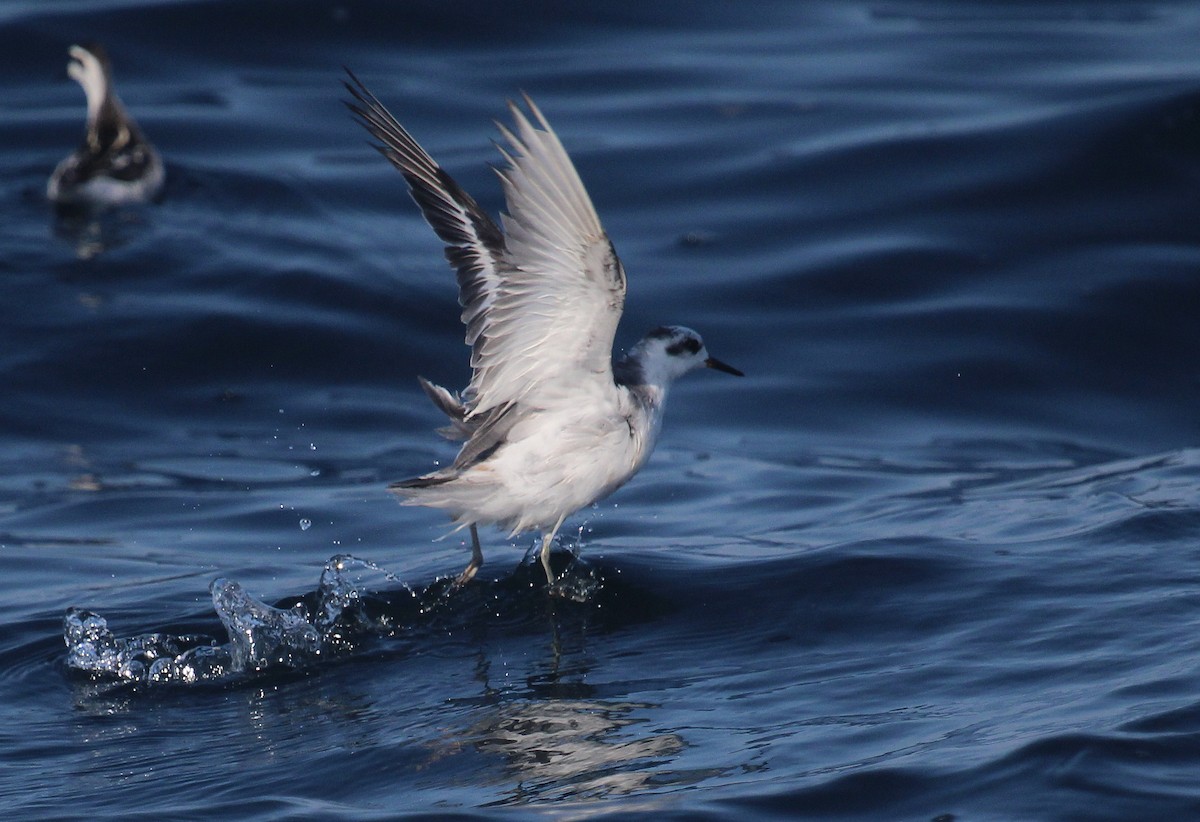 Red Phalarope - ML642451677