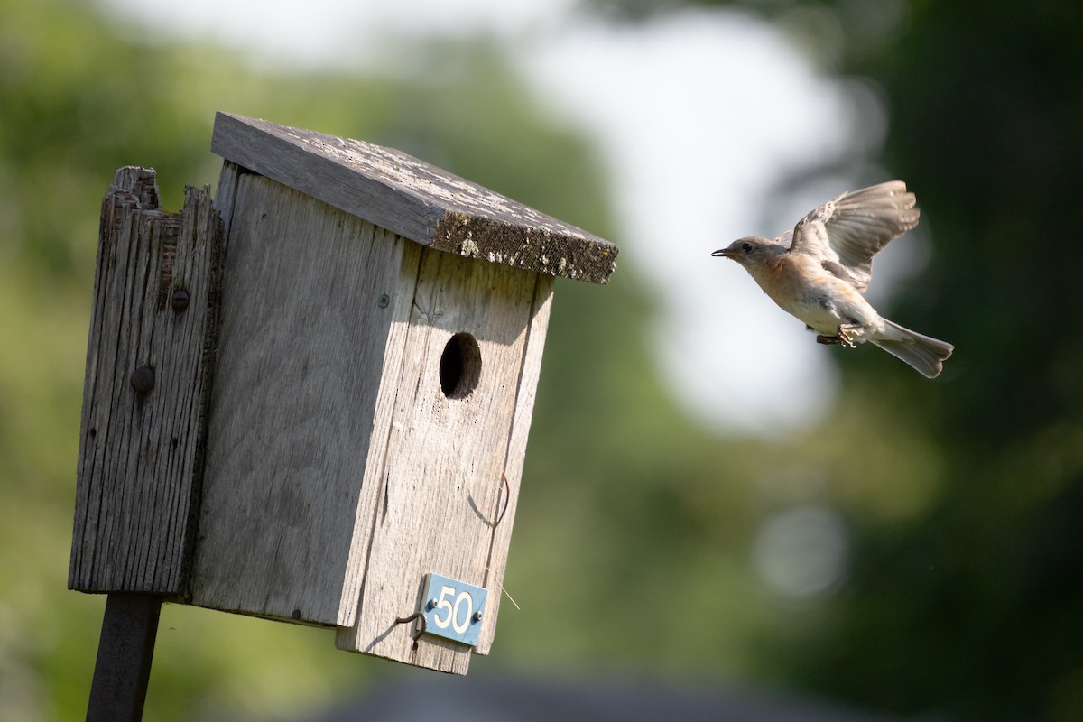 Eastern Bluebird - ML642451685