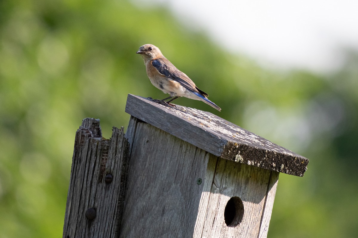 Eastern Bluebird - ML642451686