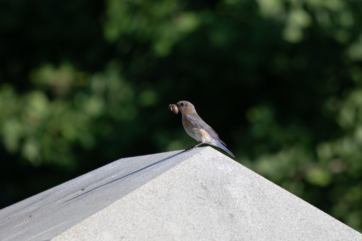 Eastern Bluebird - ML642451687