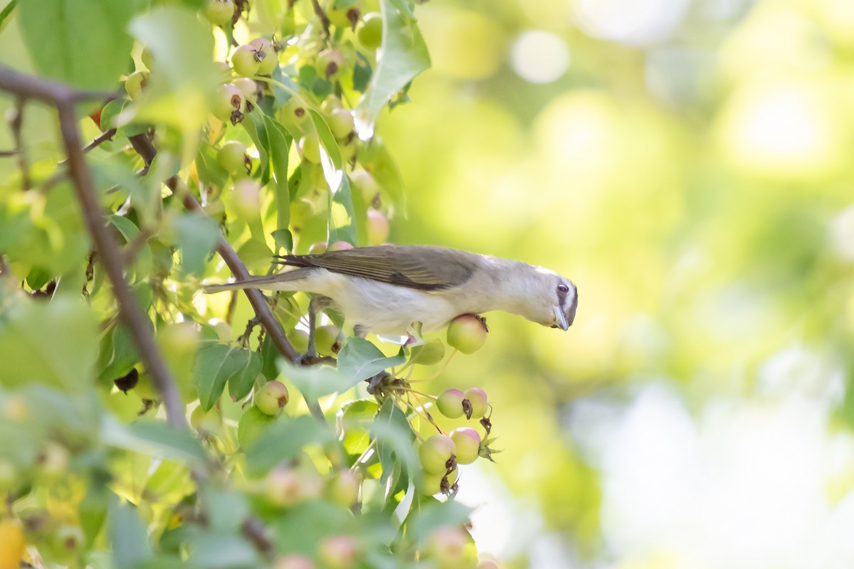 Vireo occhirossi - ML642451698