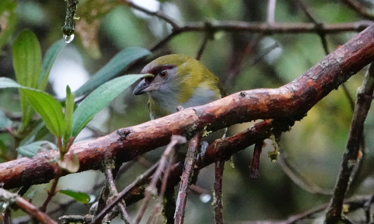 Black-billed Peppershrike - ML642451716