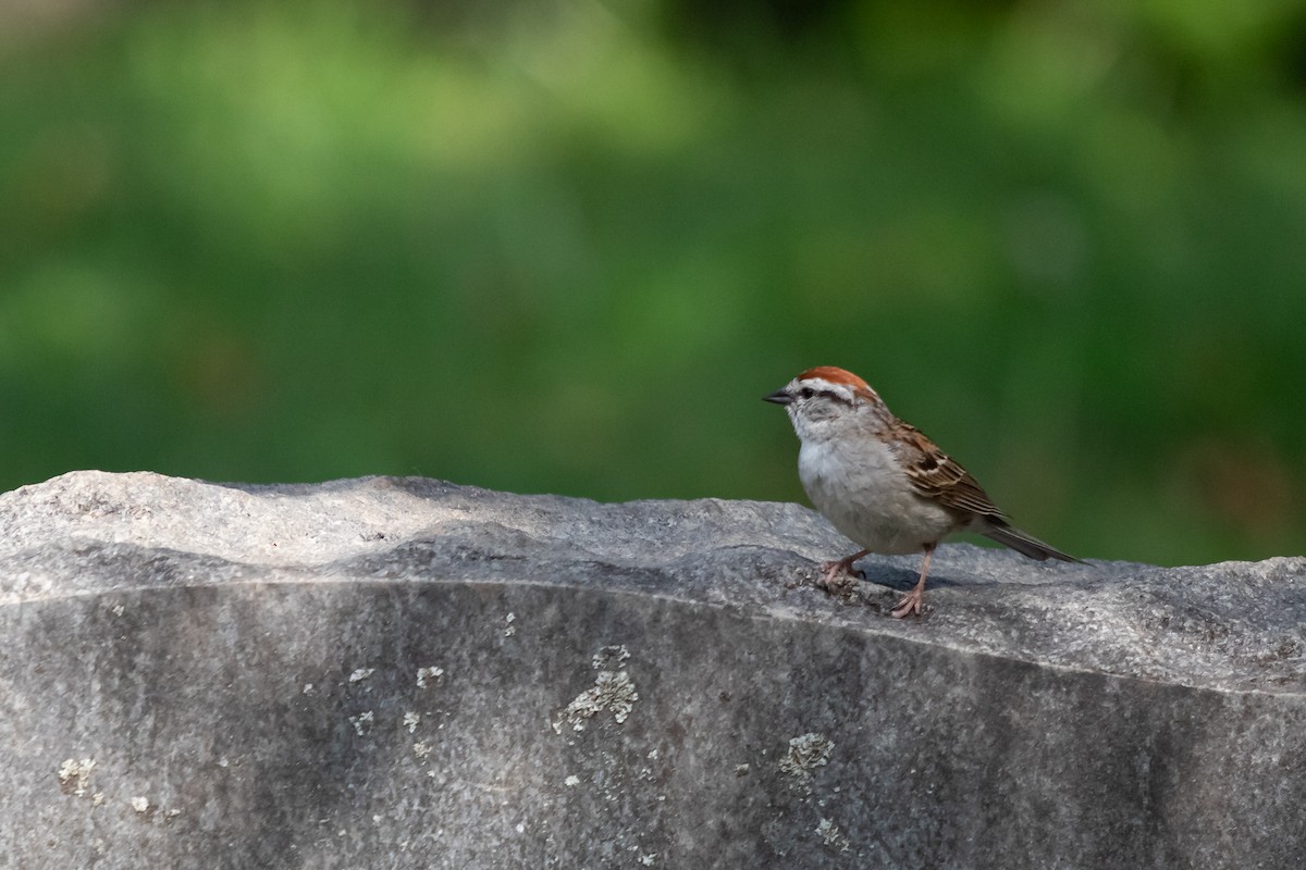 Chipping Sparrow - ML642451736